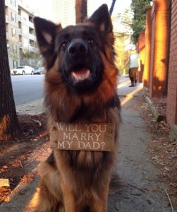 Pet wedding proposal